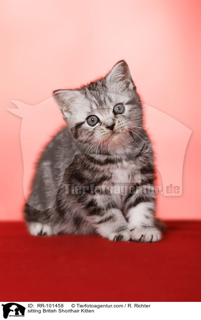 sitzendes Britisch Kurzhaar Ktzchen / sitting British Shorthair Kitten / RR-101458