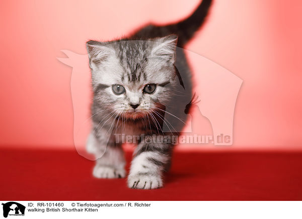 laufendes Britisch Kurzhaar Ktzchen / walking British Shorthair Kitten / RR-101460