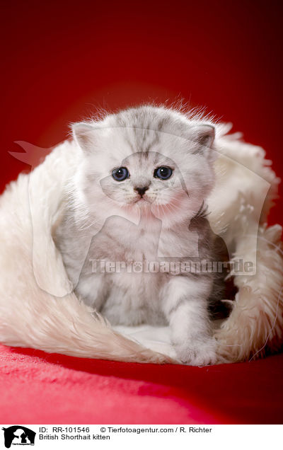 Britisch Kurzhaar Ktzchen / British Shorthait kitten / RR-101546