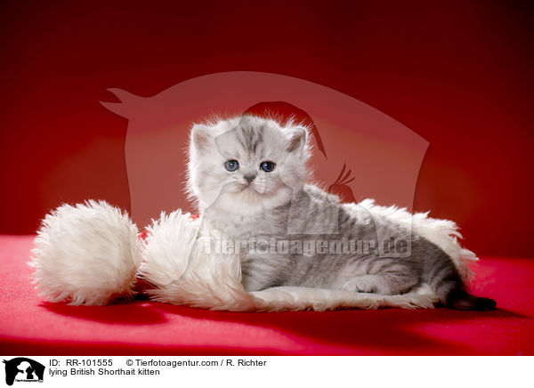 liegendes Britisch Kurzhaar Ktzchen / lying British Shorthait kitten / RR-101555