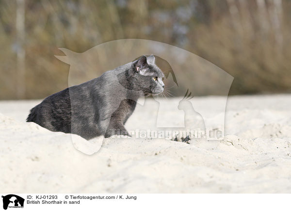Britisch Kurzhaar im Sand / British Shorthair in sand / KJ-01293