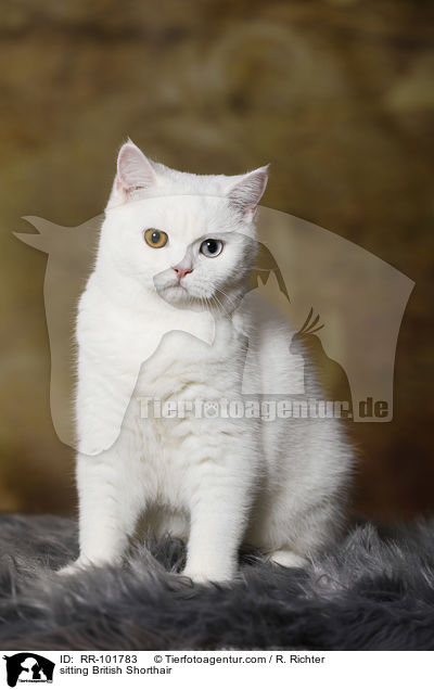 sitzende Britisch Kurzhaar / sitting British Shorthair / RR-101783