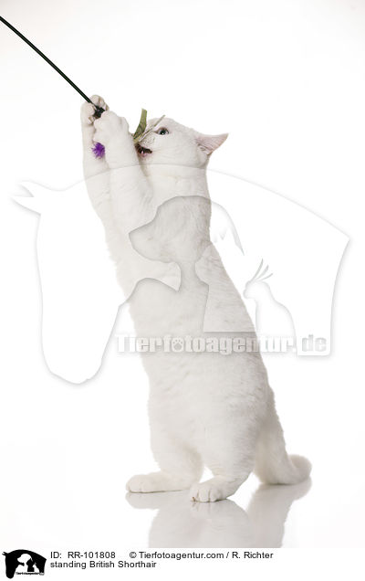 stehende Britisch Kurzhaar / standing British Shorthair / RR-101808