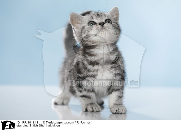 stehendes Britisch Kurzhaar Ktzchen / standing British Shorthait kitten / RR-101848