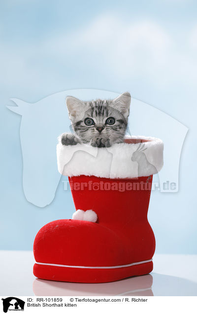 Britisch Kurzhaar Ktzchen / British Shorthait kitten / RR-101859