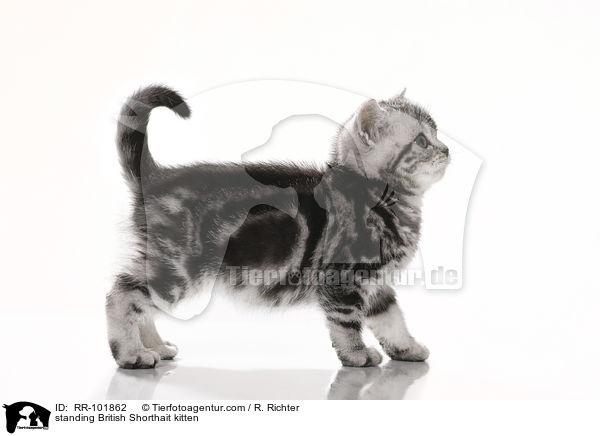 stehendes Britisch Kurzhaar Ktzchen / standing British Shorthait kitten / RR-101862