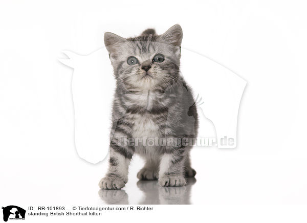stehendes Britisch Kurzhaar Ktzchen / standing British Shorthait kitten / RR-101893