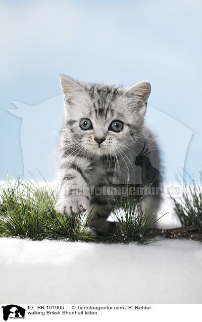 laufendes Britisch Kurzhaar Ktzchen / walking British Shorthait kitten / RR-101905