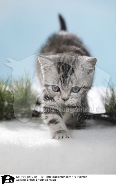 laufendes Britisch Kurzhaar Ktzchen / walking British Shorthait kitten / RR-101919