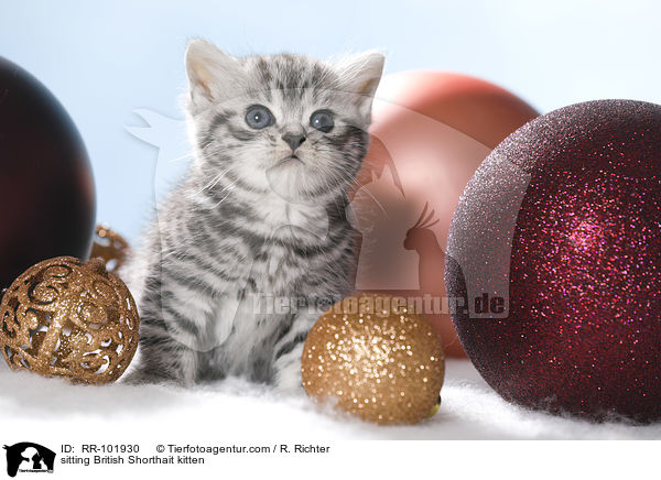 sitzendes Britisch Kurzhaar Ktzchen / sitting British Shorthait kitten / RR-101930