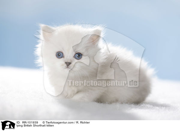 liegendes Britisch Kurzhaar Ktzchen / lying British Shorthait kitten / RR-101939