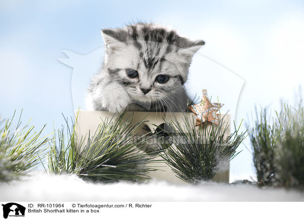 Britisch Kurzhaar Ktzchen in einer Kiste / British Shorthait kitten in a box / RR-101964