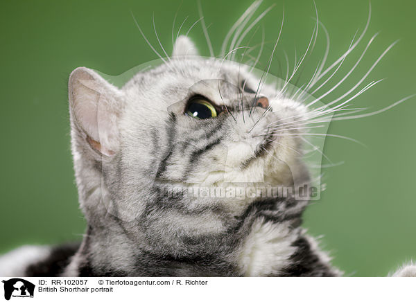 Britisch Kurzhaar Portrait / British Shorthair portrait / RR-102057