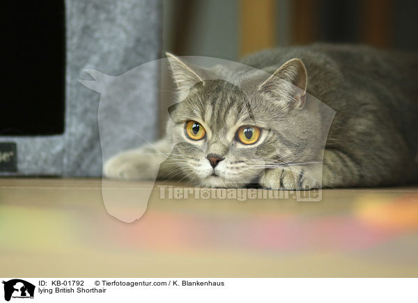 liegender Britisch Kurzhaar / lying British Shorthair / KB-01792