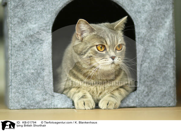 liegender Britisch Kurzhaar / lying British Shorthair / KB-01794