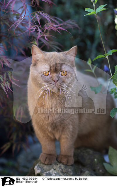 British Shorthair / HBO-03684