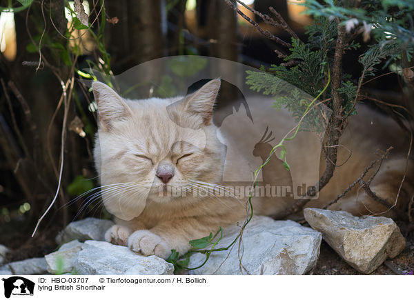 liegende Britisch Kurzhaar / lying British Shorthair / HBO-03707