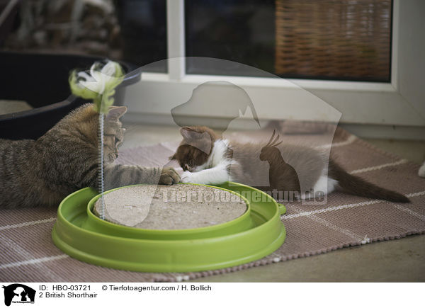 2 Britisch Kurzhaar / 2 British Shorthair / HBO-03721