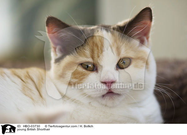 junge Britisch Kurzhaar / young British Shorthair / HBO-03730