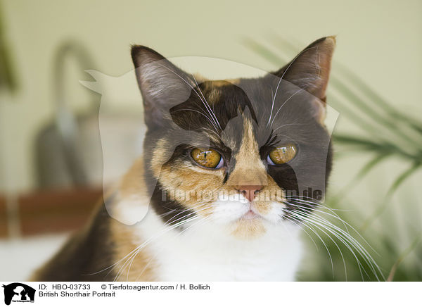 Britisch Kurzhaar Portrait / British Shorthair Portrait / HBO-03733