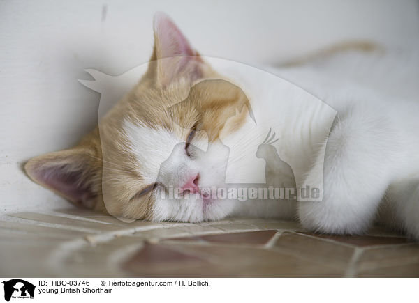 junge Britisch Kurzhaar / young British Shorthair / HBO-03746