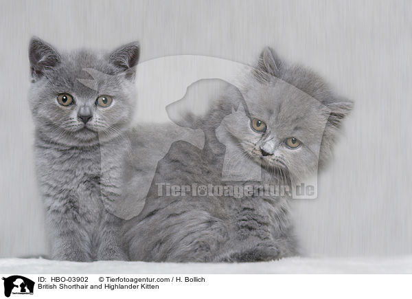 British Shorthair and Highlander Kitten / HBO-03902
