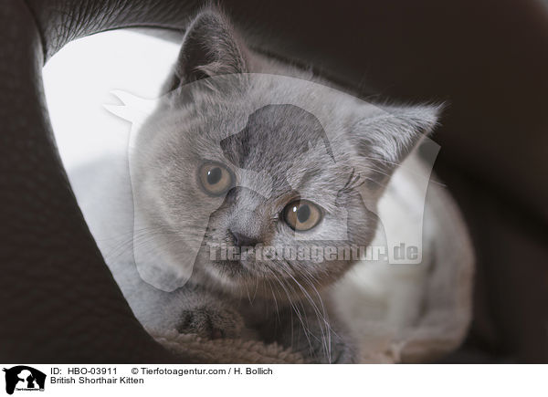 Britisch Kurzhaar Ktzchen / British Shorthair Kitten / HBO-03911