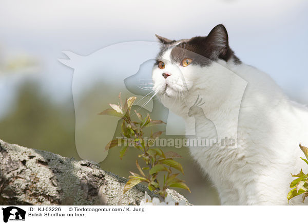 Britisch Kurzhaar auf dem Baum / British Shorthair on tree / KJ-03226