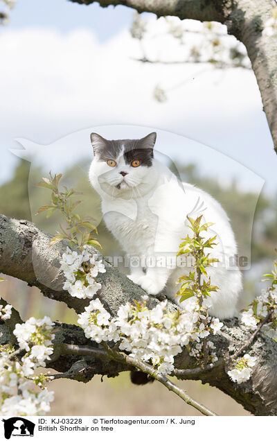 British Shorthair on tree / KJ-03228