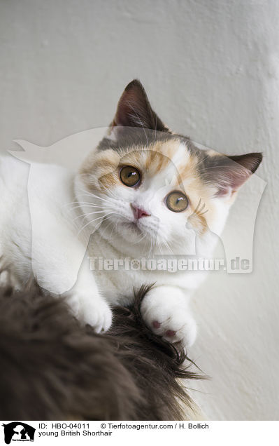 junge Britisch Kurzhaar / young British Shorthair / HBO-04011