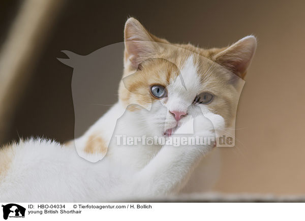 junge Britisch Kurzhaar / young British Shorthair / HBO-04034