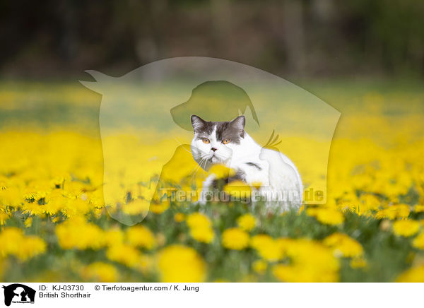 Britisch Kurzhaar / British Shorthair / KJ-03730