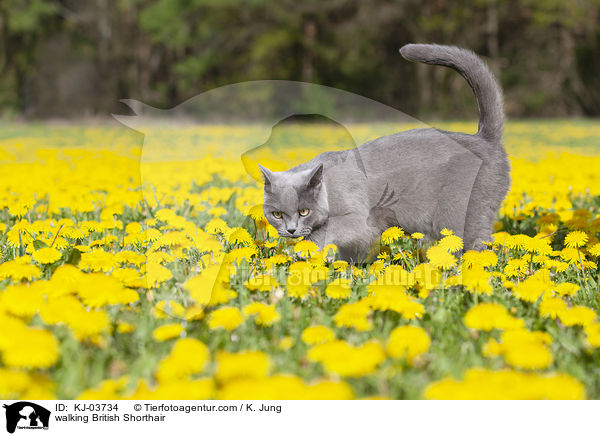 laufende Britisch Kurzhaar / walking British Shorthair / KJ-03734