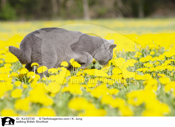 laufende Britisch Kurzhaar / walking British Shorthair / KJ-03735