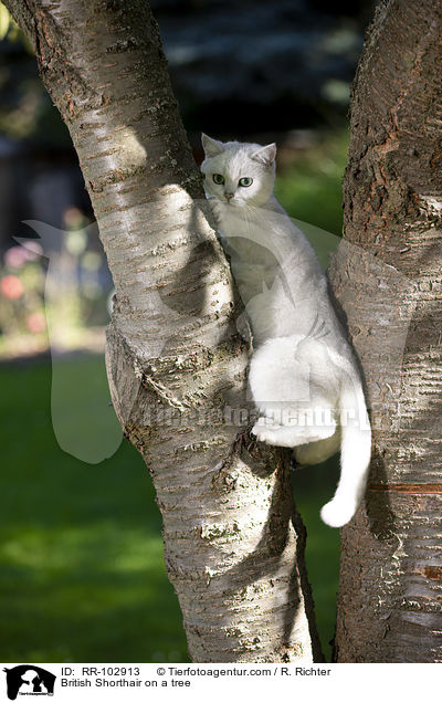 Britisch Kurzhaar auf einem Baum / British Shorthair on a tree / RR-102913