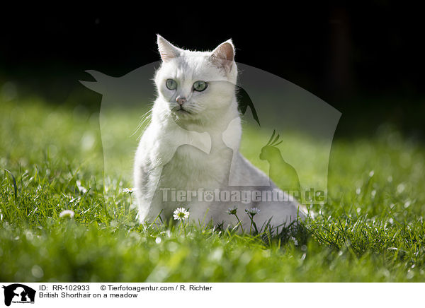 Britisch Kurzhaar auf einer Wiese / British Shorthair on a meadow / RR-102933