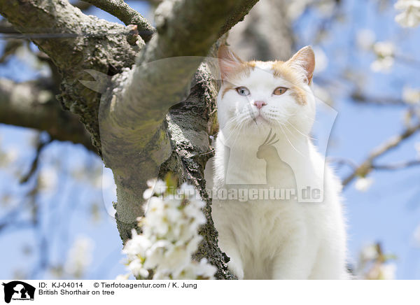 Britisch Kurzhaar auf dem Baum / British Shorthair on tree / KJ-04014