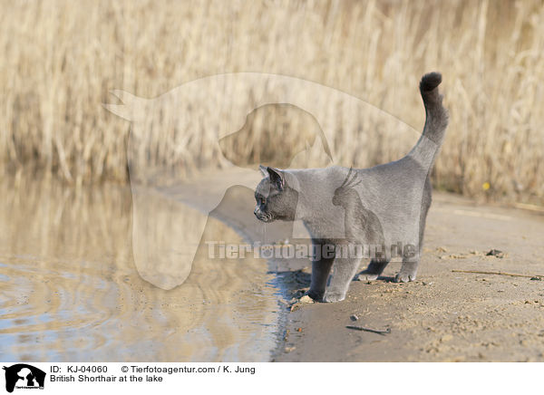 Britisch Kurzhaar am See / British Shorthair at the lake / KJ-04060