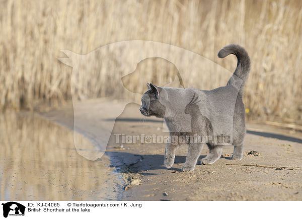 Britisch Kurzhaar am See / British Shorthair at the lake / KJ-04065