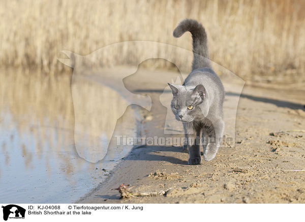 Britisch Kurzhaar am See / British Shorthair at the lake / KJ-04068