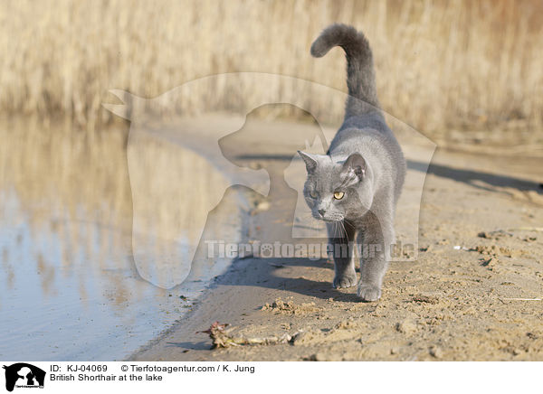 Britisch Kurzhaar am See / British Shorthair at the lake / KJ-04069