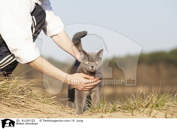 Britisch Kurzhaar / British Shorthair / KJ-04122