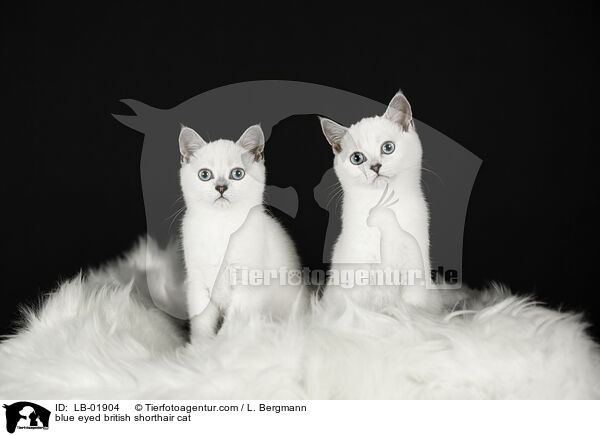 blue eyed british shorthair cat / LB-01904