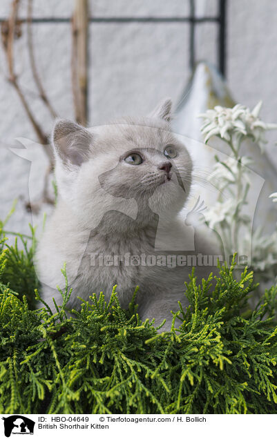 Britisch Kurzhaar Ktzchen / British Shorthair Kitten / HBO-04649