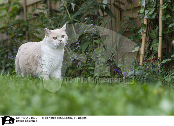 Britisch Kurzhaar / British Shorthair / HBO-04670