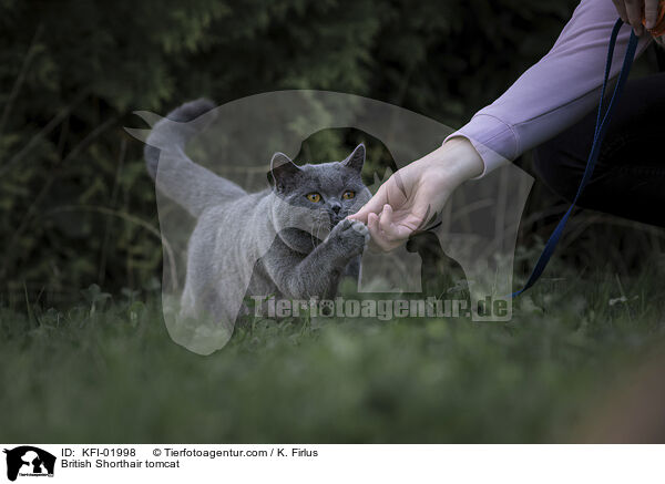 Britisch Kurzhaar Kater / British Shorthair tomcat / KFI-01998
