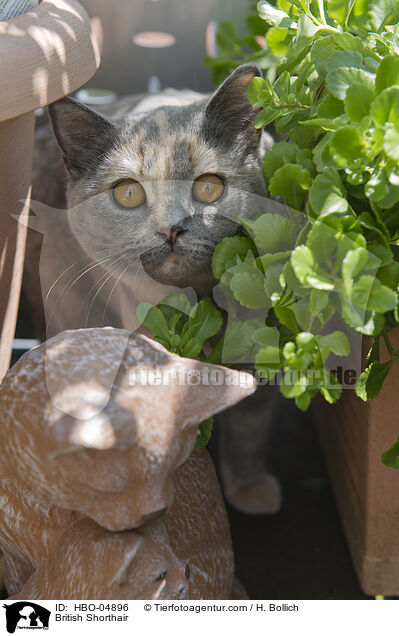 Britisch Kurzhaar / British Shorthair / HBO-04896