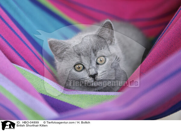 Britisch Kurzhaar Ktzchen / British Shorthair Kitten / HBO-04899
