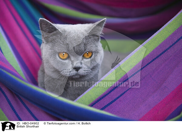 Britisch Kurzhaar / British Shorthair / HBO-04902