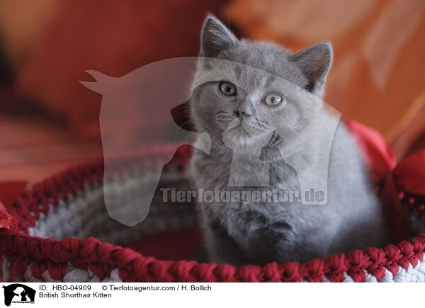 Britisch Kurzhaar Ktzchen / British Shorthair Kitten / HBO-04909